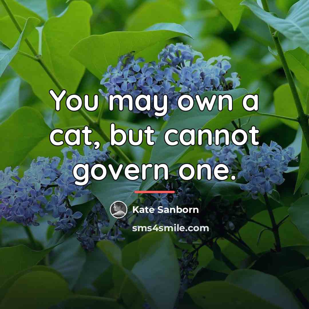 “You may own a cat, but cannot govern one.…” quote by Kate Sanborn