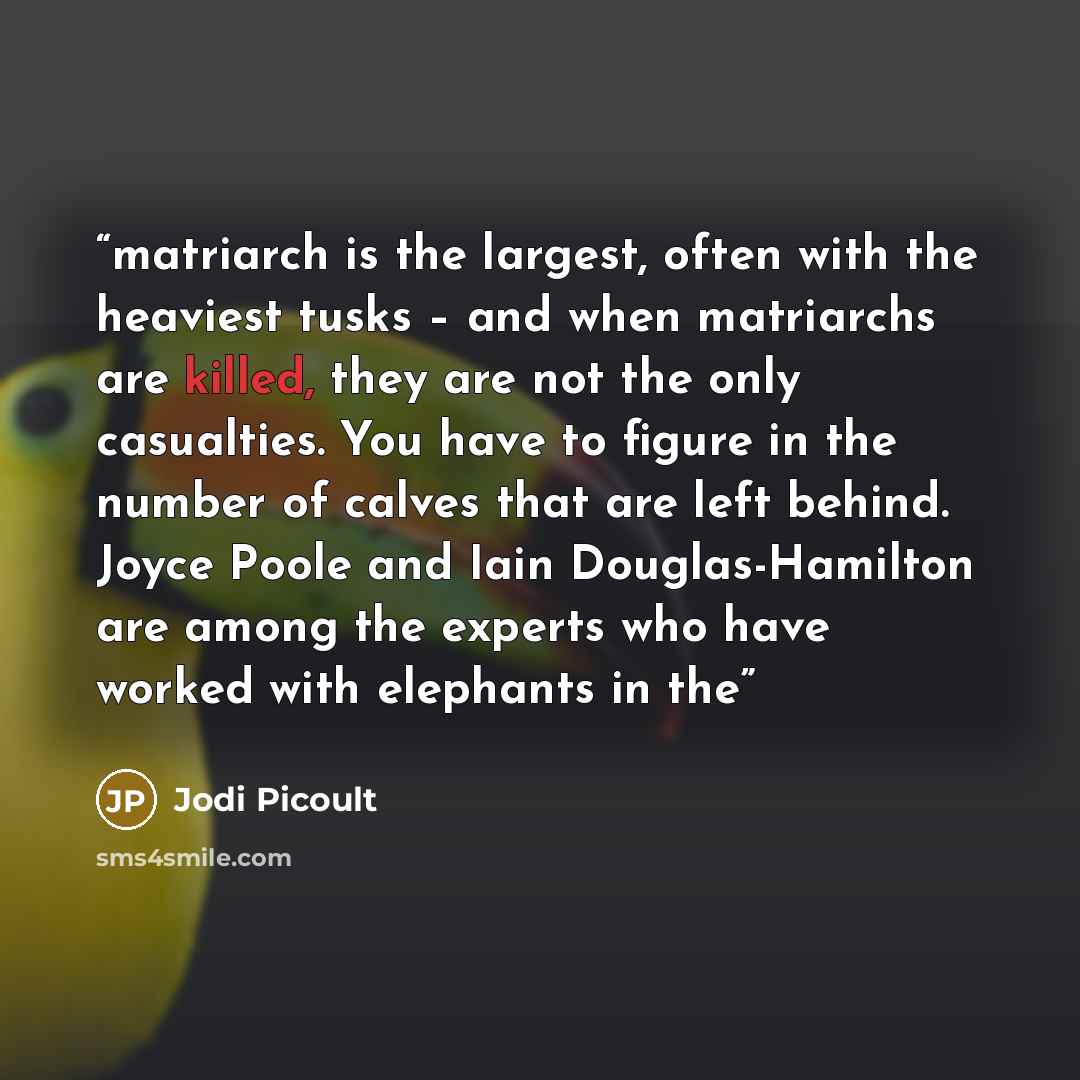 “matriarch is the largest, often with the heaviest tusks – and when matriarchs are killed, they are not the only casualties. You have to figure in the number of calves that are left behind. Joyce Poole and Iain Douglas-Hamilton are among the experts who have worked with elephants in the” quote by Jodi Picoult