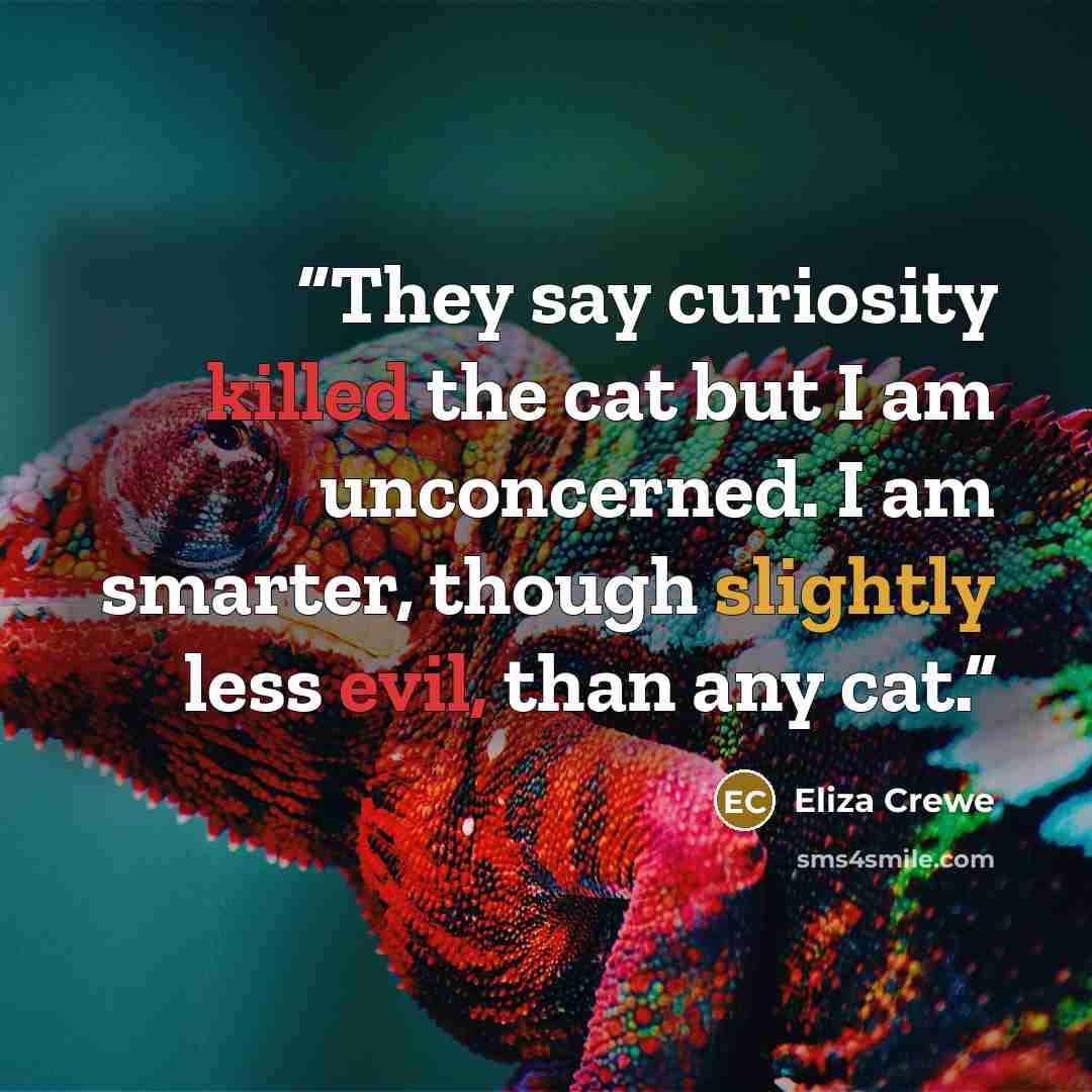 “They say curiosity killed the cat but I am unconcerned. I am smarter, though slightly less evil, than any cat.” quote by Eliza Crewe