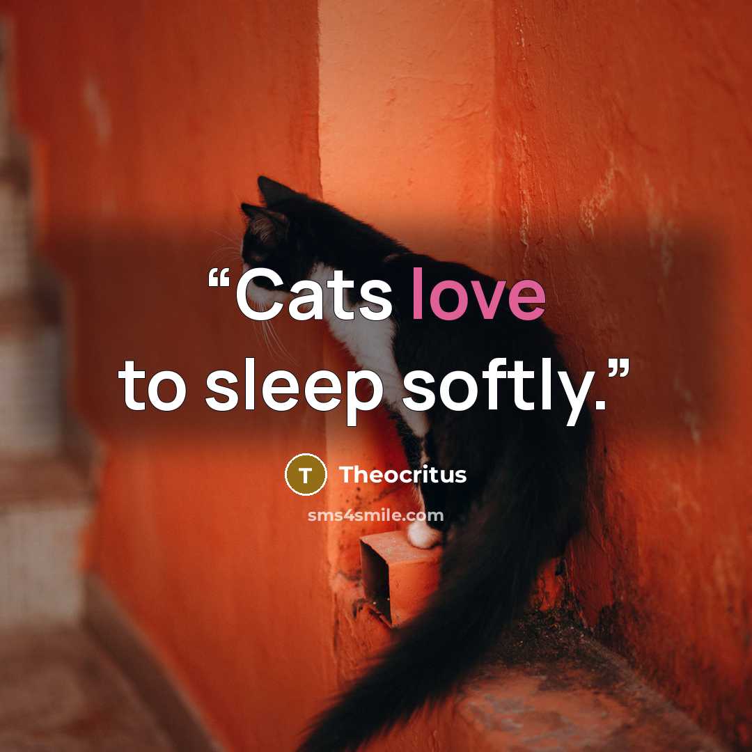 “Cats love to sleep softly.” quote by Theocritus