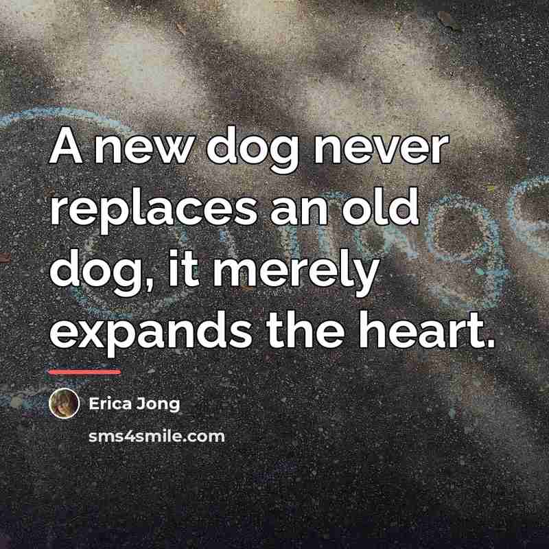 “A new dog never replaces an old dog, it merely…” quote by Erica Jong