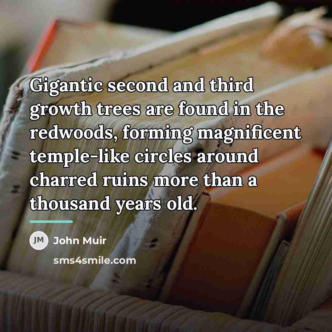 “Gigantic second and third growth trees are found in the…” quote by John Muir