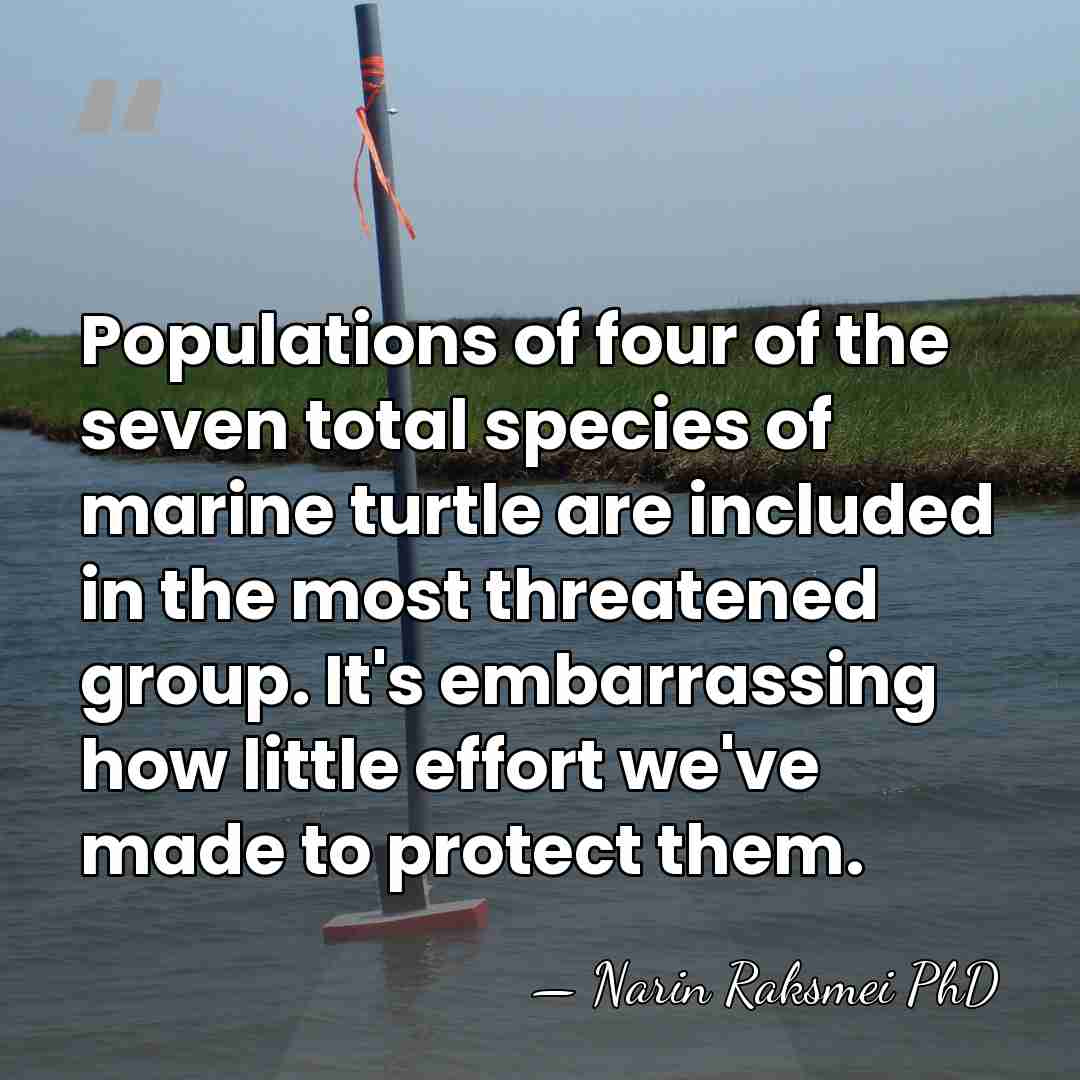 Populations of four of the seven total species of marine turtle are&hellip; - Narin Raksmei PhD