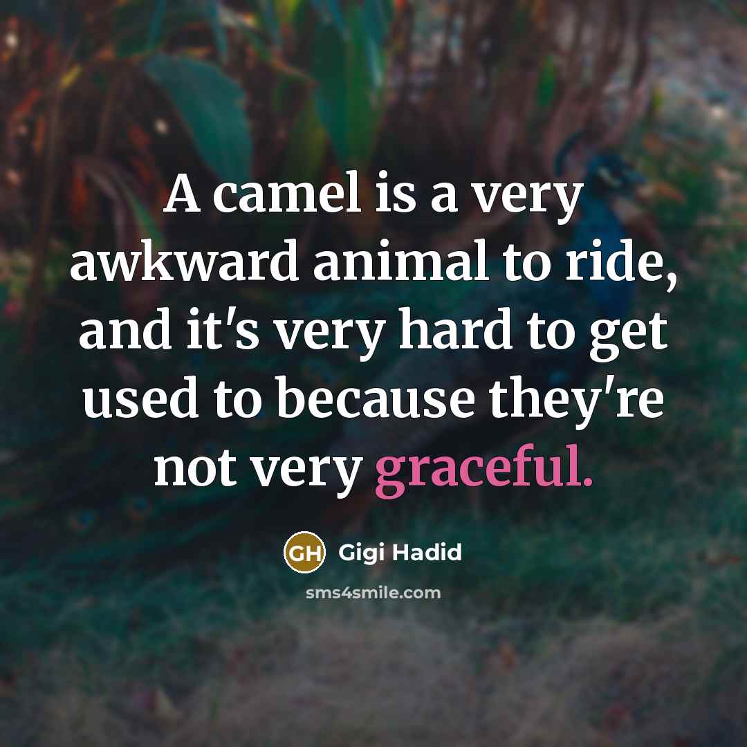 “A camel is a very awkward animal to ride, and…” quote by Gigi Hadid