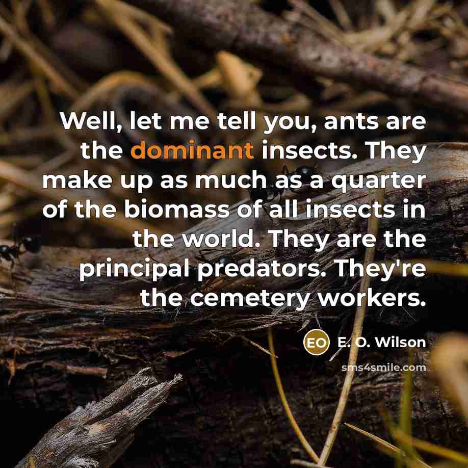 “Well, let me tell you, ants are the dominant insects.…” quote by E. O. Wilson