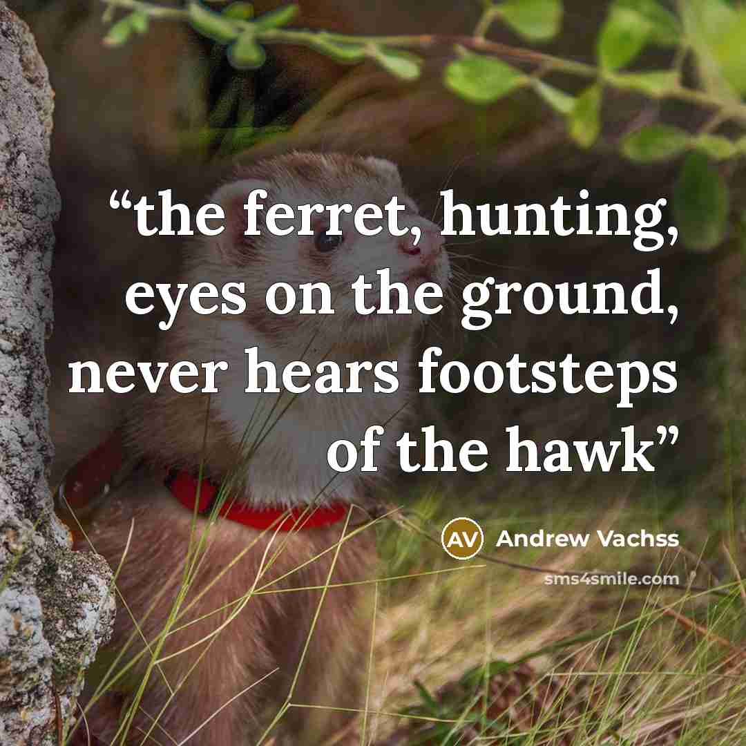 “the ferret, hunting, eyes on the ground, never hears footsteps of the hawk” quote by Andrew Vachss