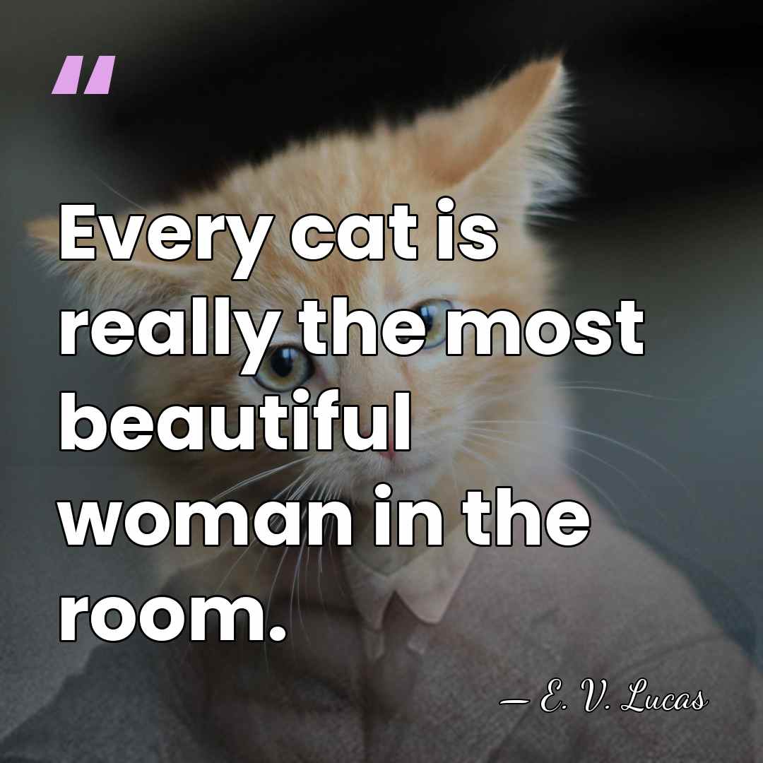 Every cat is really the most beautiful woman in the room. - E. V. Lucas
