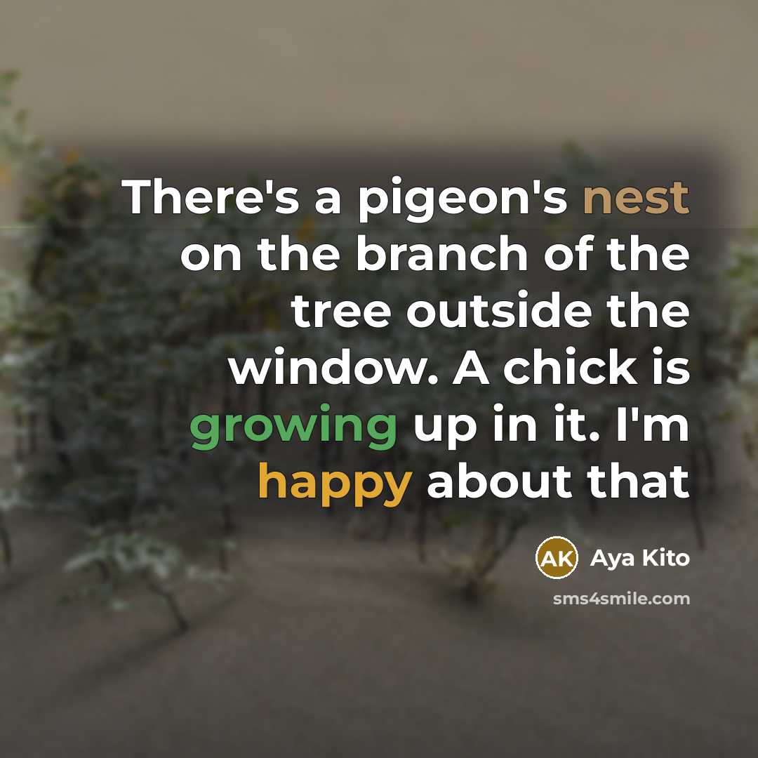 “There's a pigeon's nest on the branch of the tree…” quote by Aya Kito