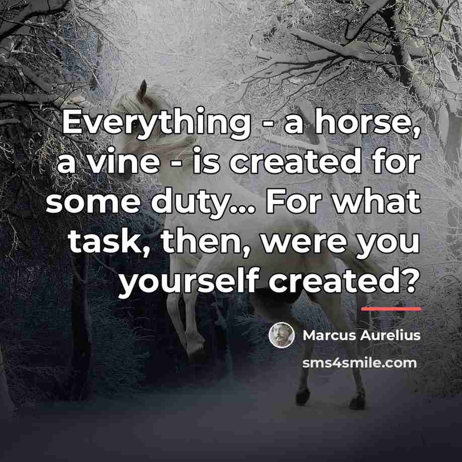 “Everything - a horse, a vine - is created for…” quote by Marcus Aurelius