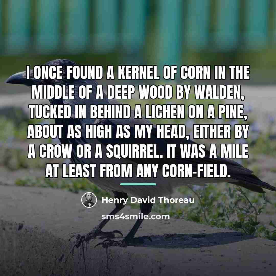 “I once found a kernel of corn in the middle…” quote by Henry David Thoreau