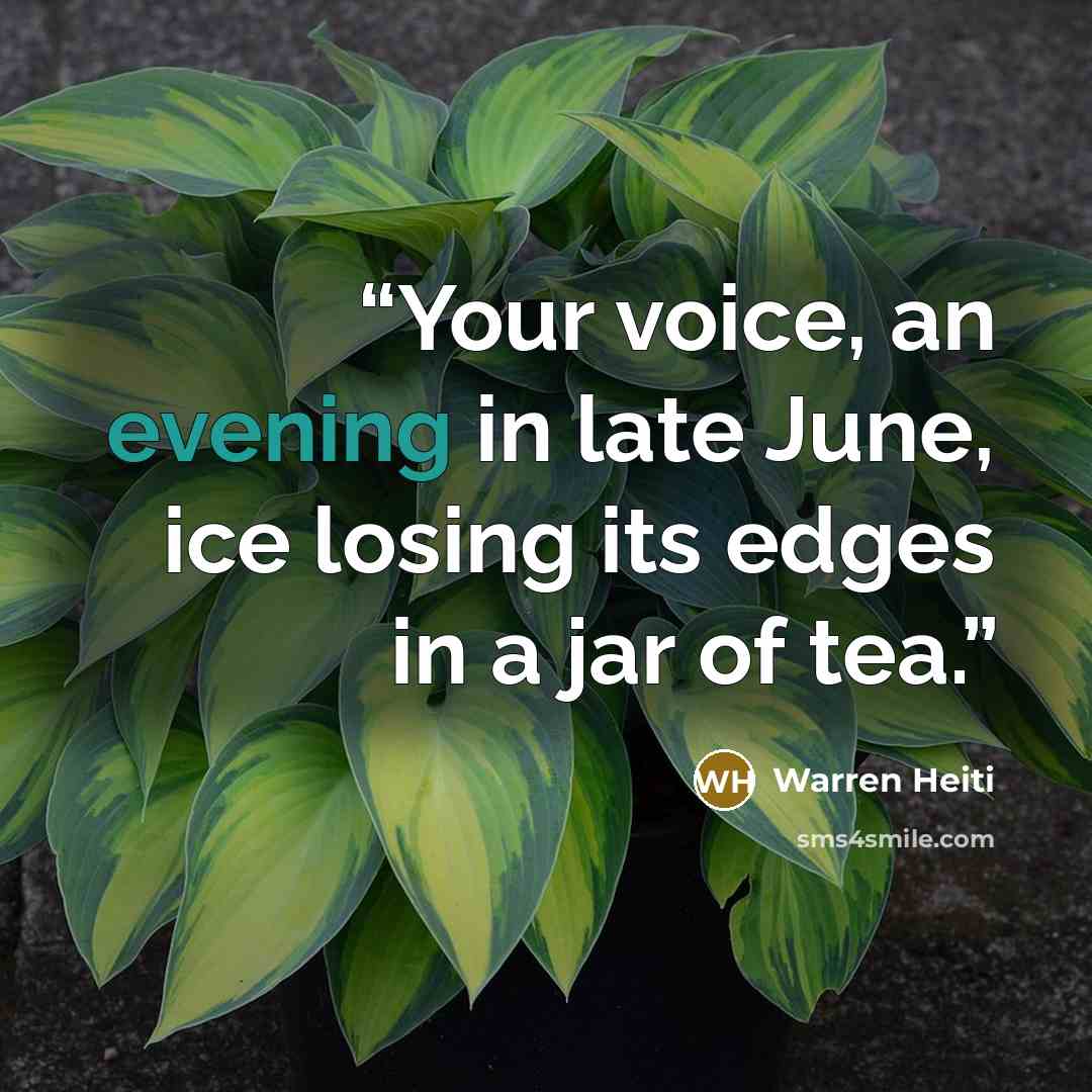 “Your voice, an evening in late June, ice losing its edges in a jar of tea.” quote by Warren Heiti