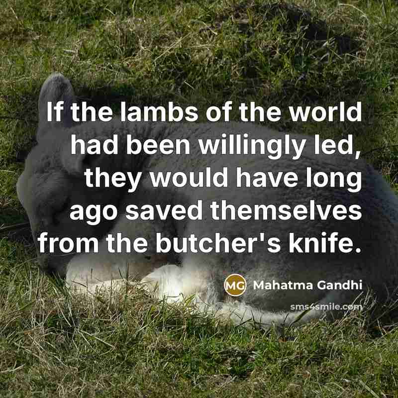 “If the lambs of the world had been willingly led,…” quote by Mahatma Gandhi