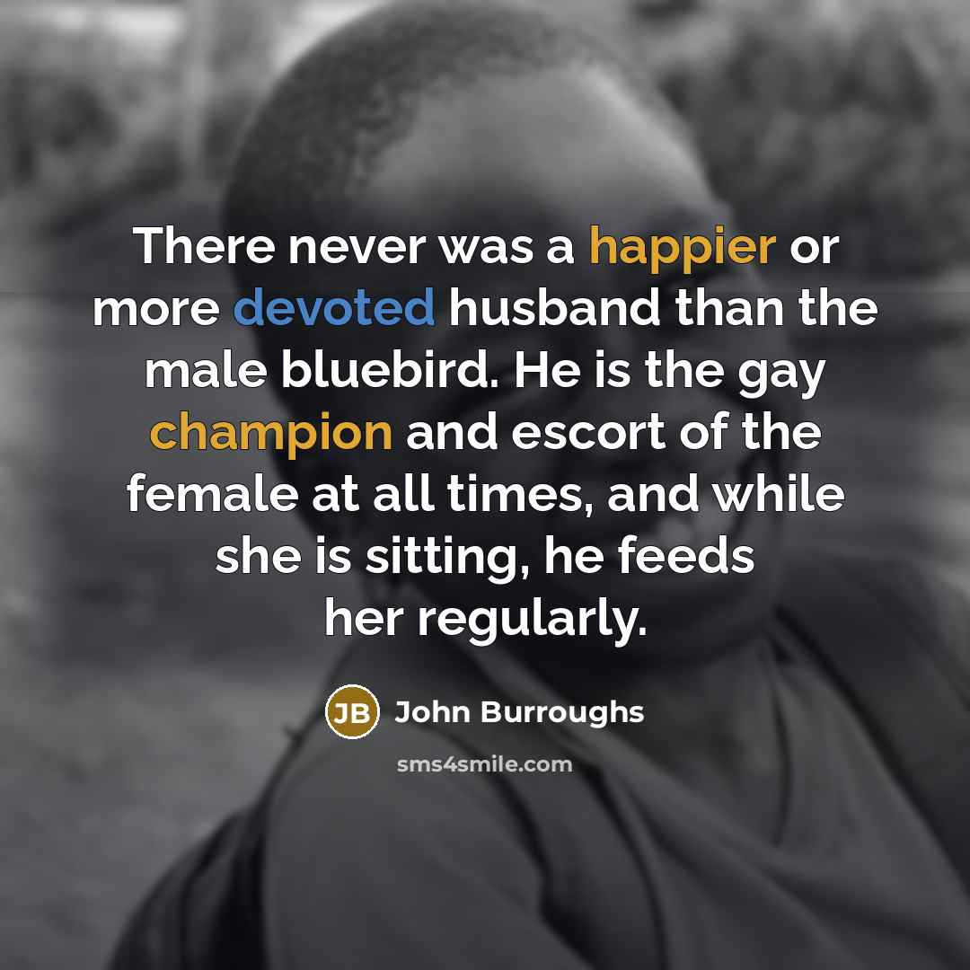 “There never was a happier or more devoted husband than the male bluebird. He is the gay champion and escort of the female at all times, and while she is sitting, he feeds her regularly.” quote by John Burroughs