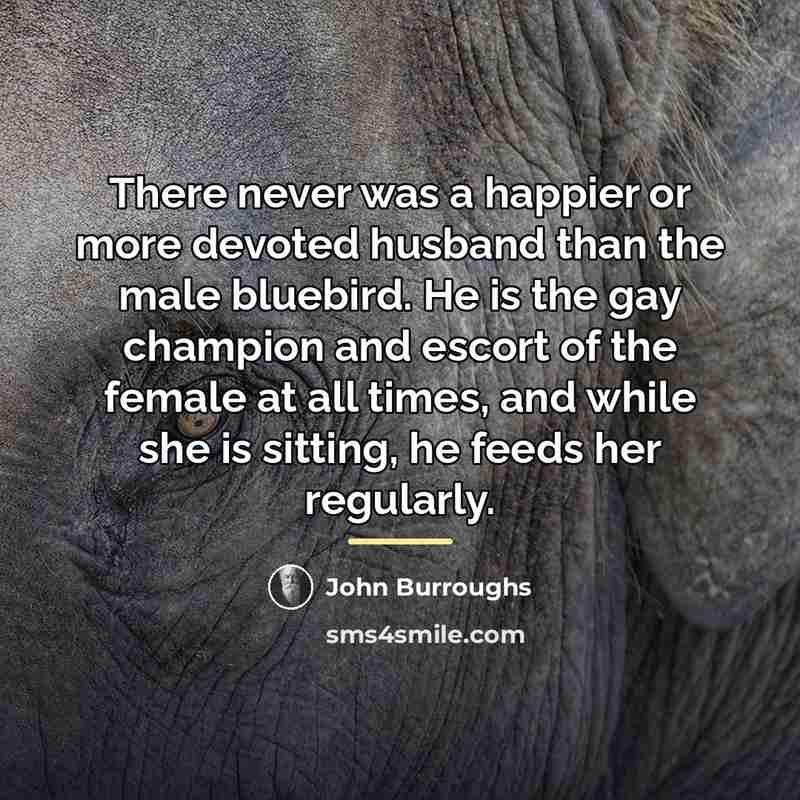 “There never was a happier or more devoted husband than…” quote by John Burroughs