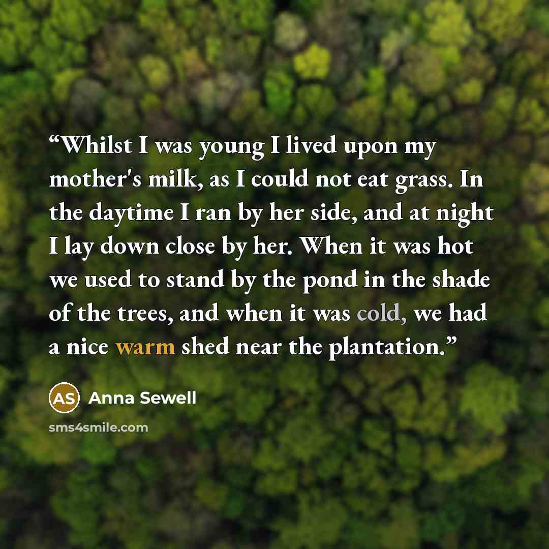 “Whilst I was young I lived upon my mother's milk, as I could not eat grass. In the daytime I ran by her side, and at night I lay down close by her. When it was hot we used to stand by the pond in the shade of the trees, and when it was cold, we had a nice warm shed near the plantation.” quote by Anna Sewell