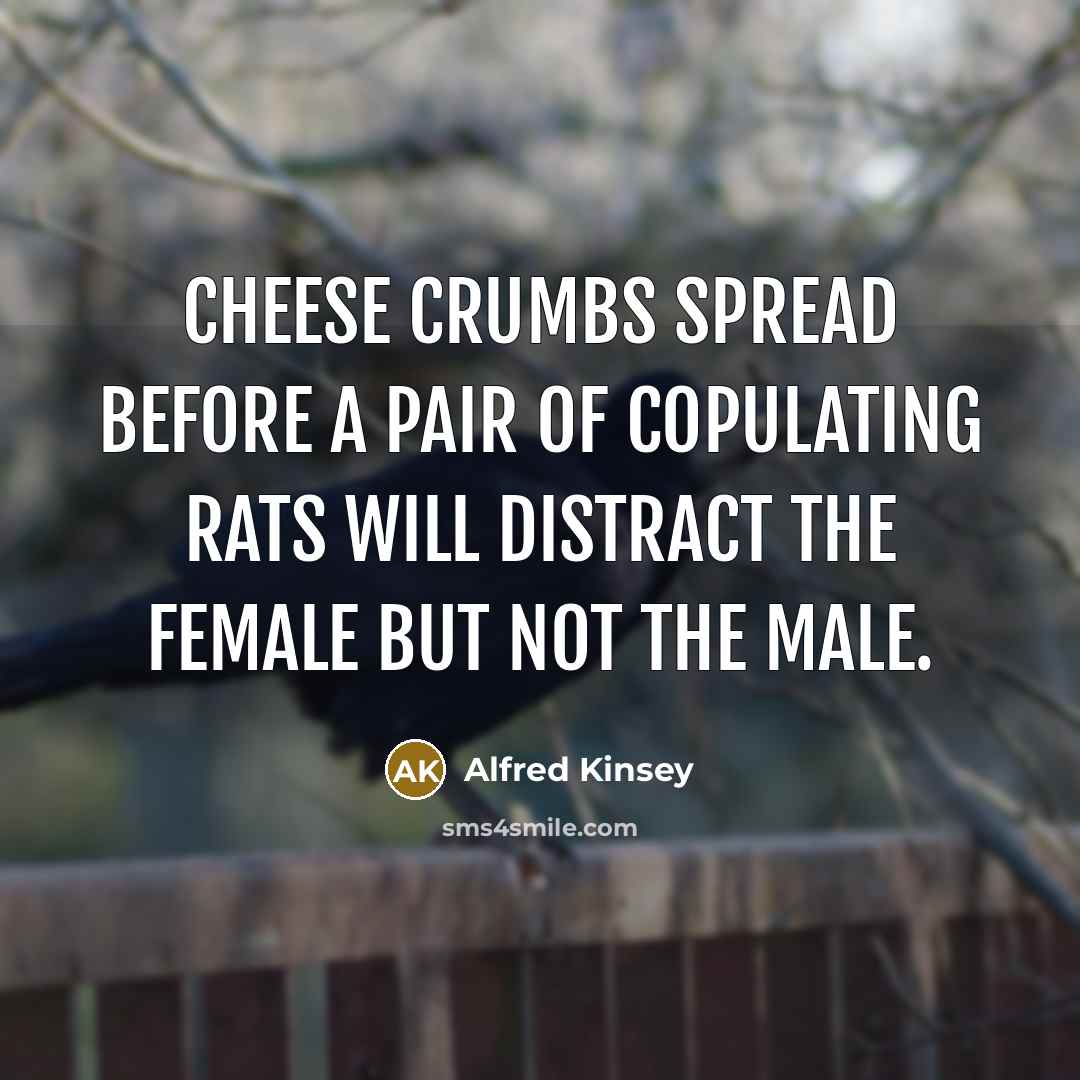 “Cheese crumbs spread before a pair of copulating rats will…” quote by Alfred Kinsey