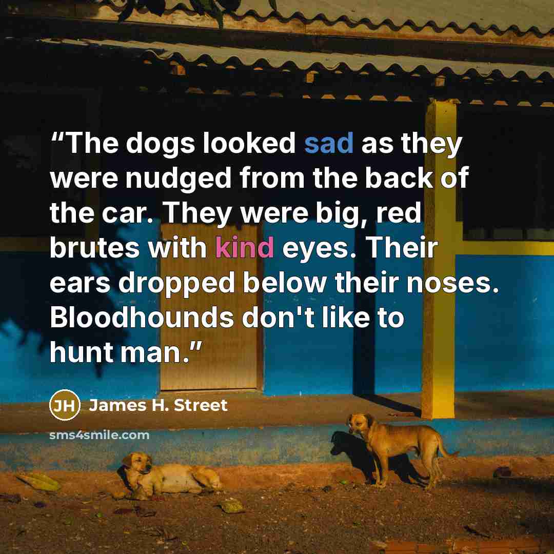 “The dogs looked sad as they were nudged from the back of the car. They were big, red brutes with kind eyes. Their ears dropped below their noses. Bloodhounds don't like to hunt man.” quote by James H. Street