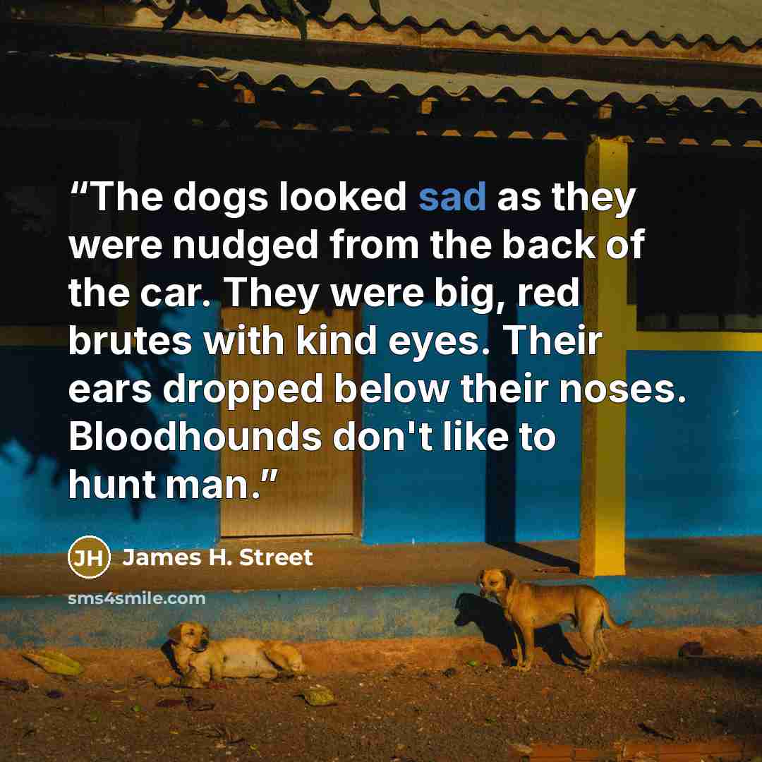 “The dogs looked sad as they were nudged from the back of the car. They were big, red brutes with kind eyes. Their ears dropped below their noses. Bloodhounds don't like to hunt man.” quote by James H. Street
