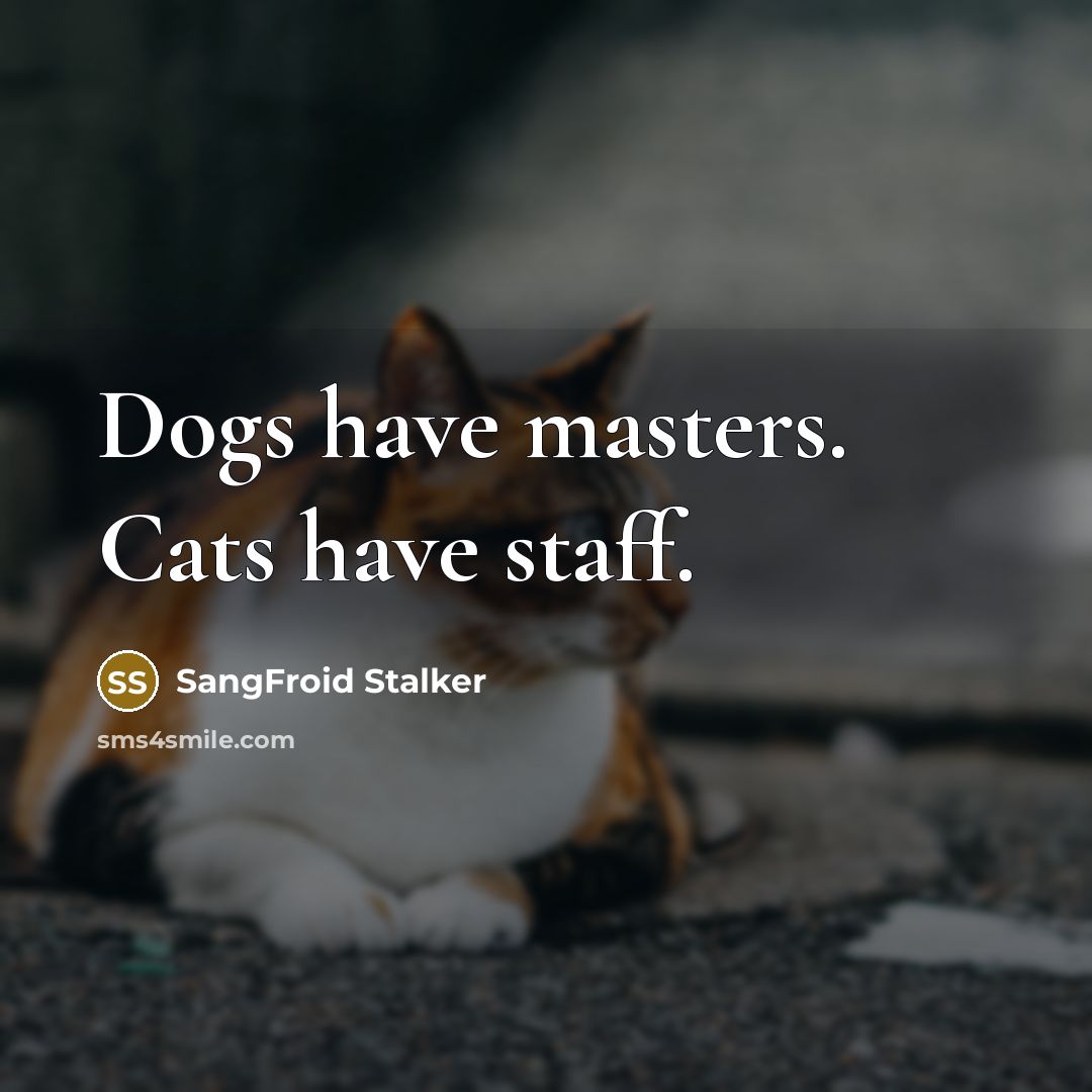 “Dogs have masters. Cats have staff.…” quote by SangFroid Stalker
