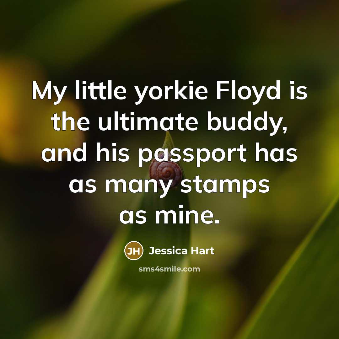 “My little yorkie Floyd is the ultimate buddy, and his…” quote by Jessica Hart