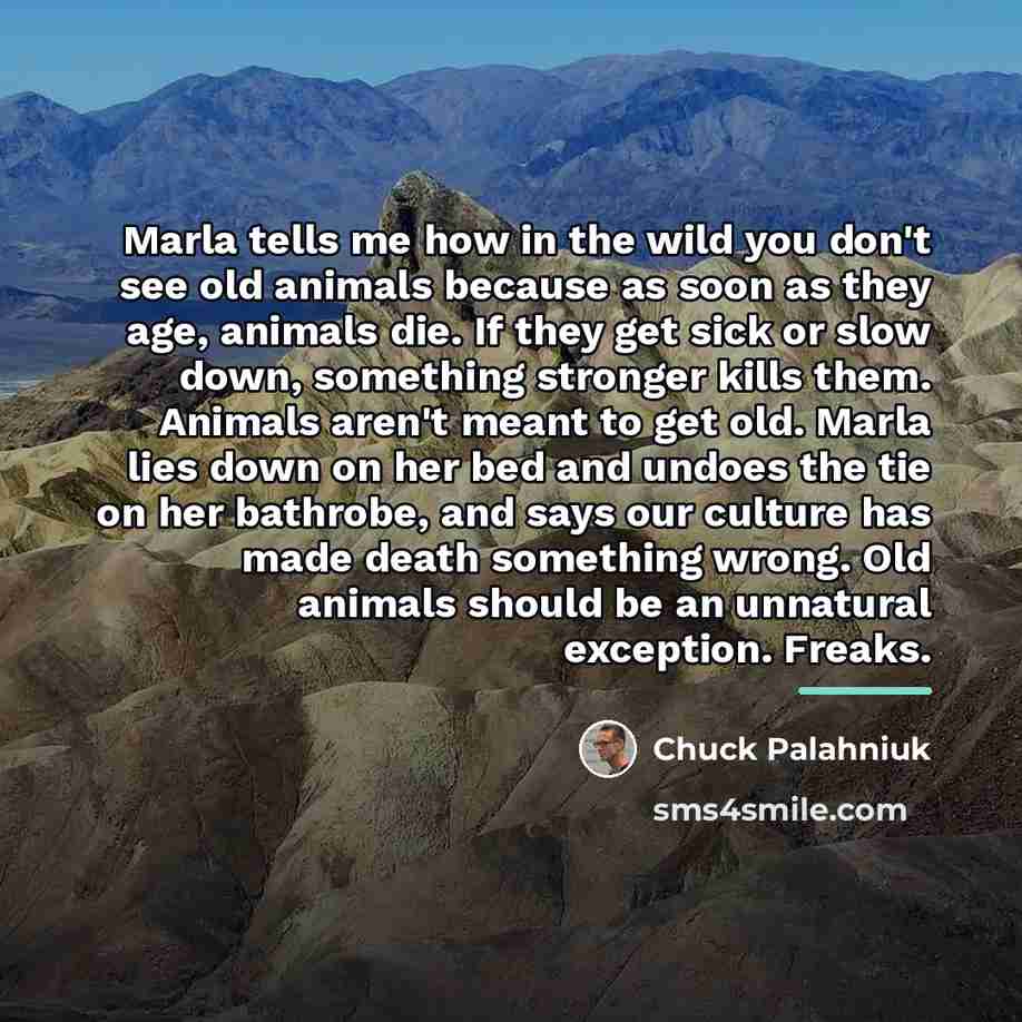 “Marla tells me how in the wild you don't see…” quote by Chuck Palahniuk