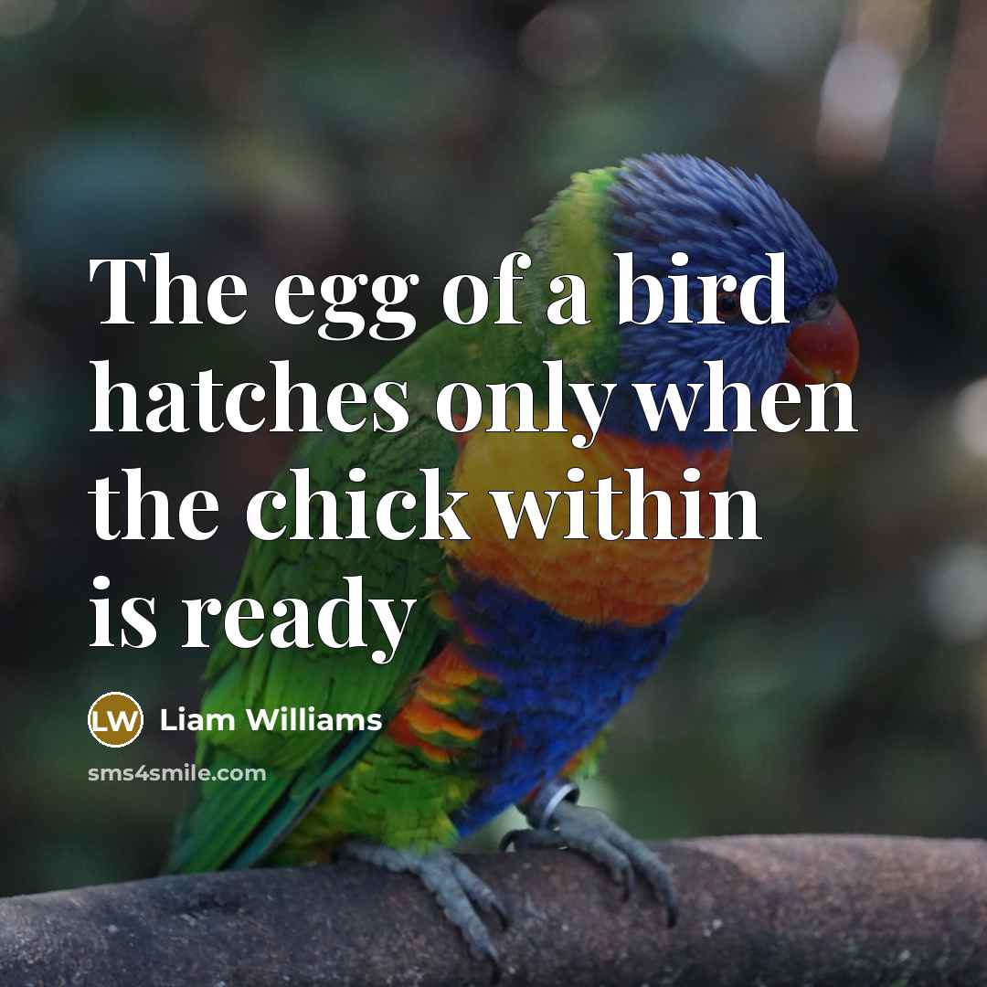 “The egg of a bird hatches only when the chick…” quote by Liam Williams
