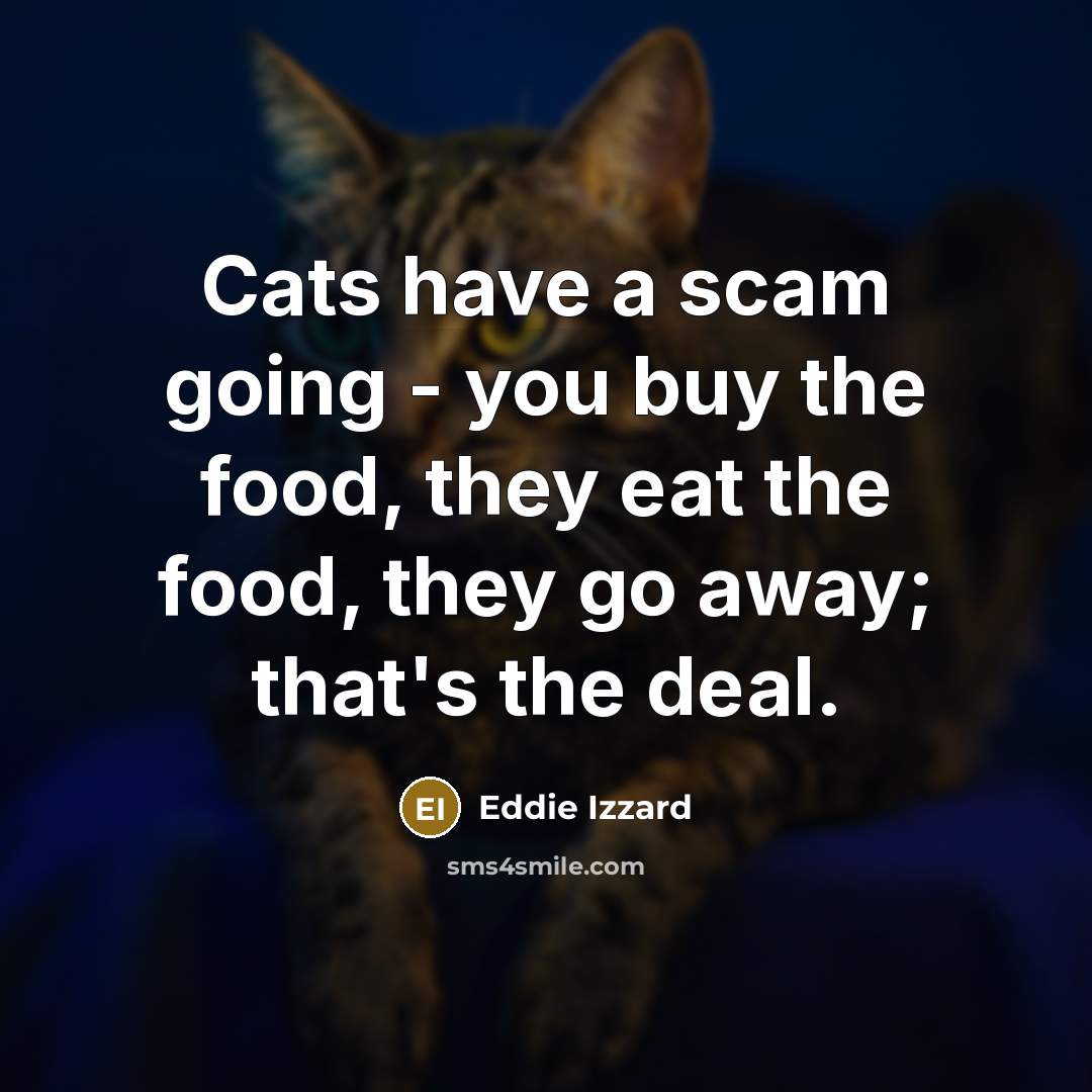 “Cats have a scam going - you buy the food,…” quote by Eddie Izzard