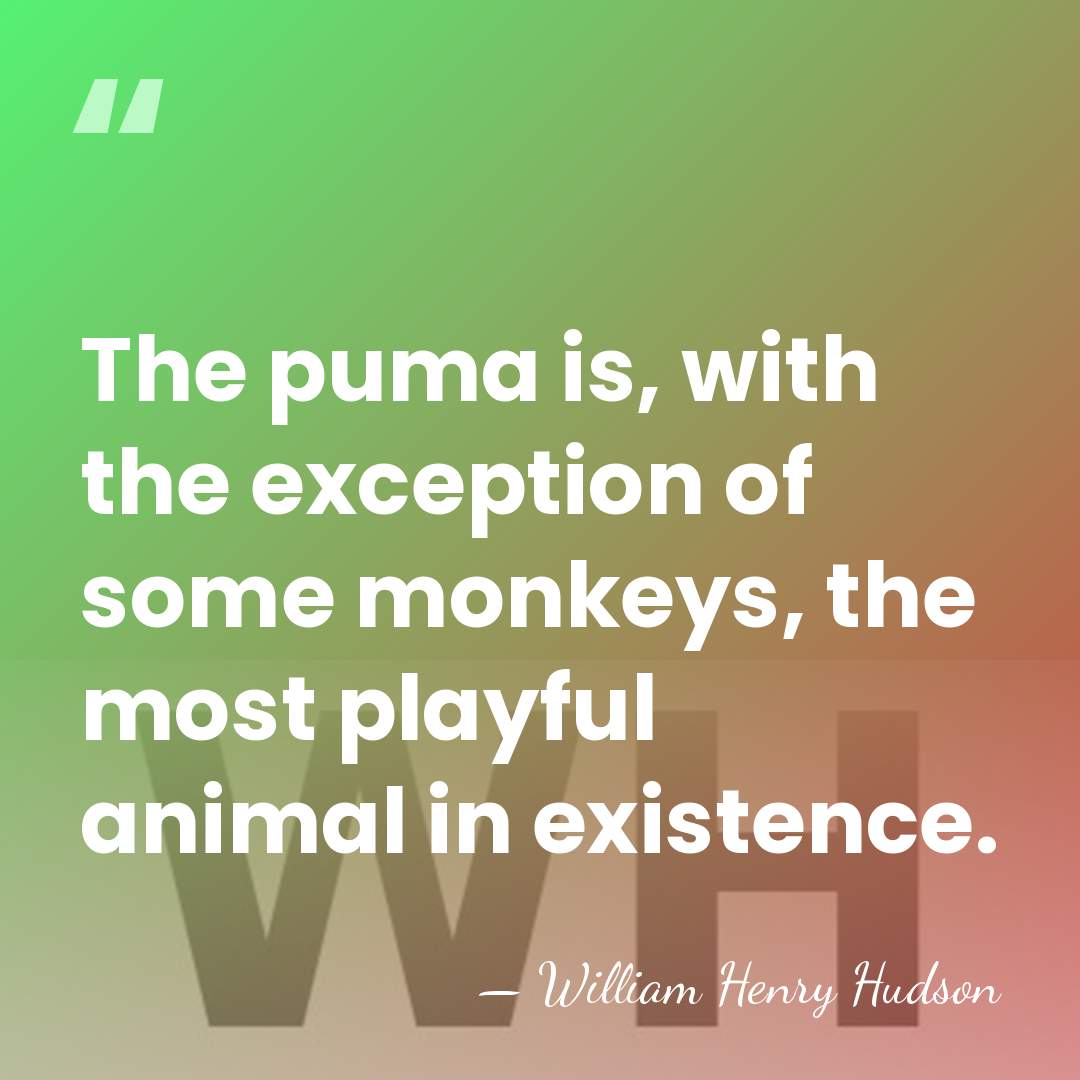The puma is, with the exception of some monkeys, the most playful&hellip; - William Henry Hudson