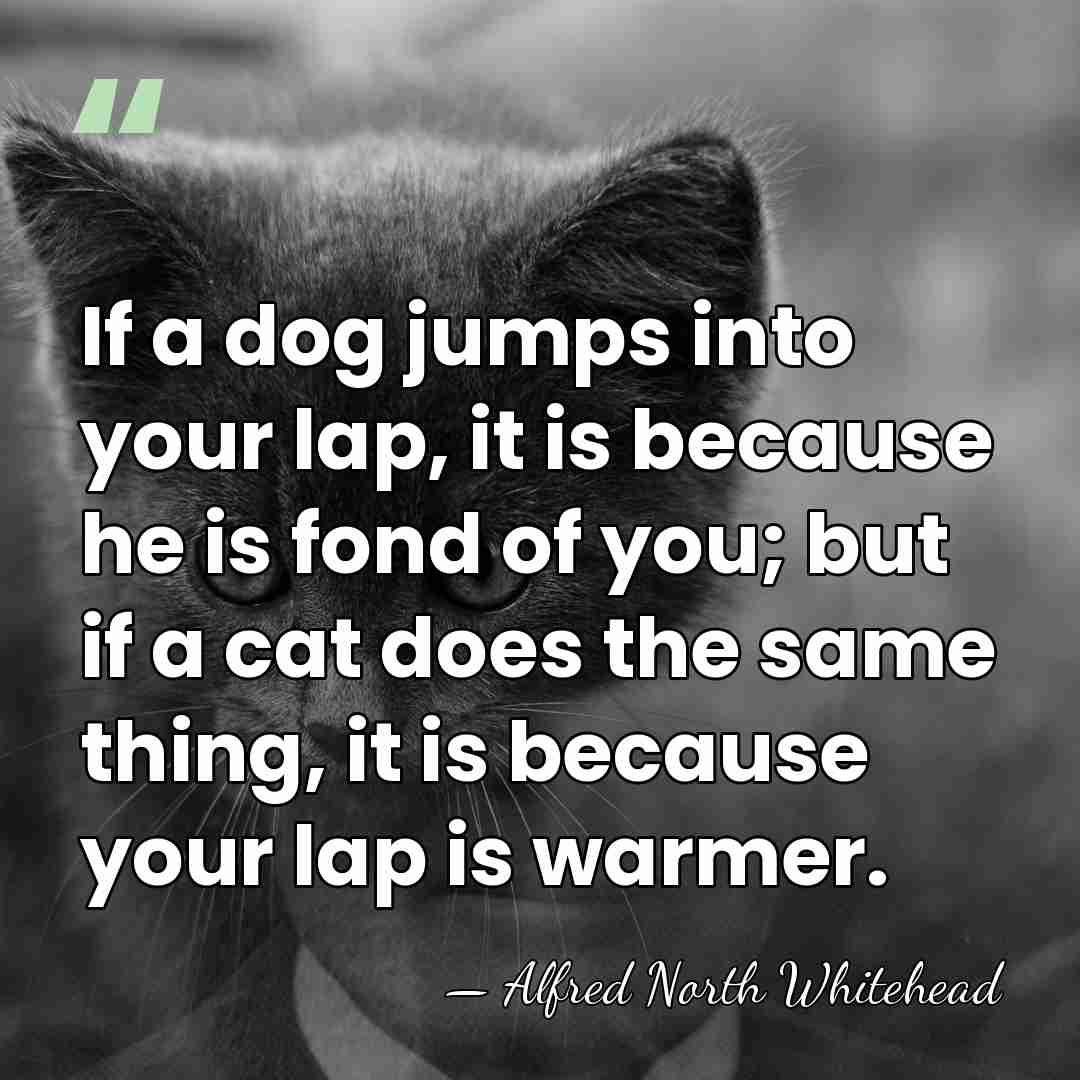 If a dog jumps into your lap, it is because he is&hellip; - Alfred North Whitehead