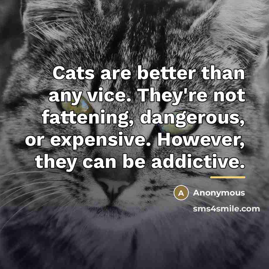 “Cats are better than any vice. They're not fattening, dangerous,…” quote by Anonymous