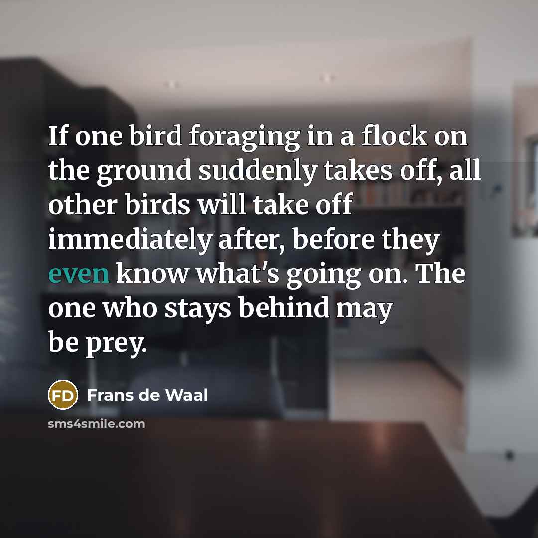 “If one bird foraging in a flock on the ground…” quote by Frans de Waal