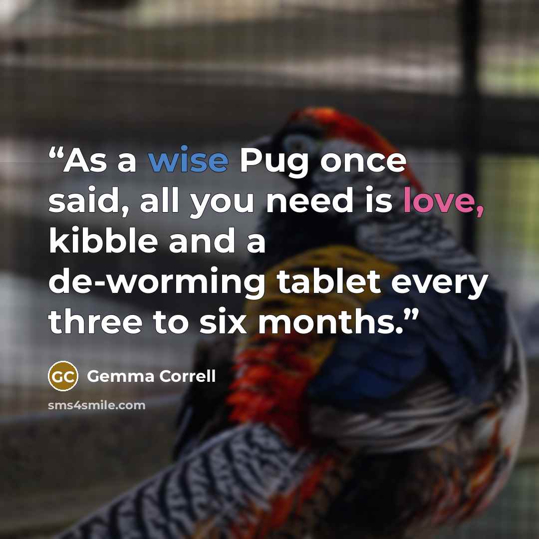 “As a wise Pug once said, all you need is love, kibble and a de-worming tablet every three to six months.” quote by Gemma Correll