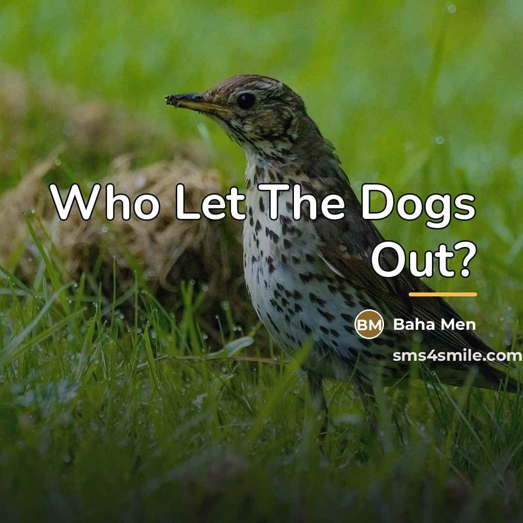 “Who Let The Dogs Out?…” quote by Baha Men