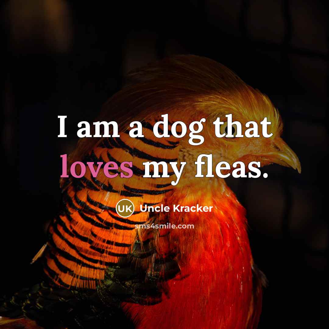 “I am a dog that loves my fleas.” quote by Uncle Kracker