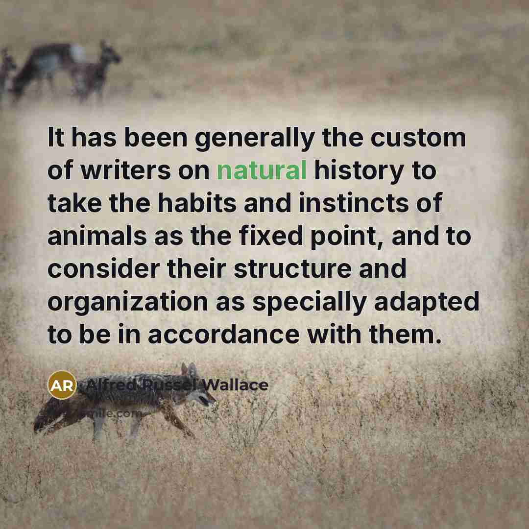“It has been generally the custom of writers on natural…” quote by Alfred Russel Wallace