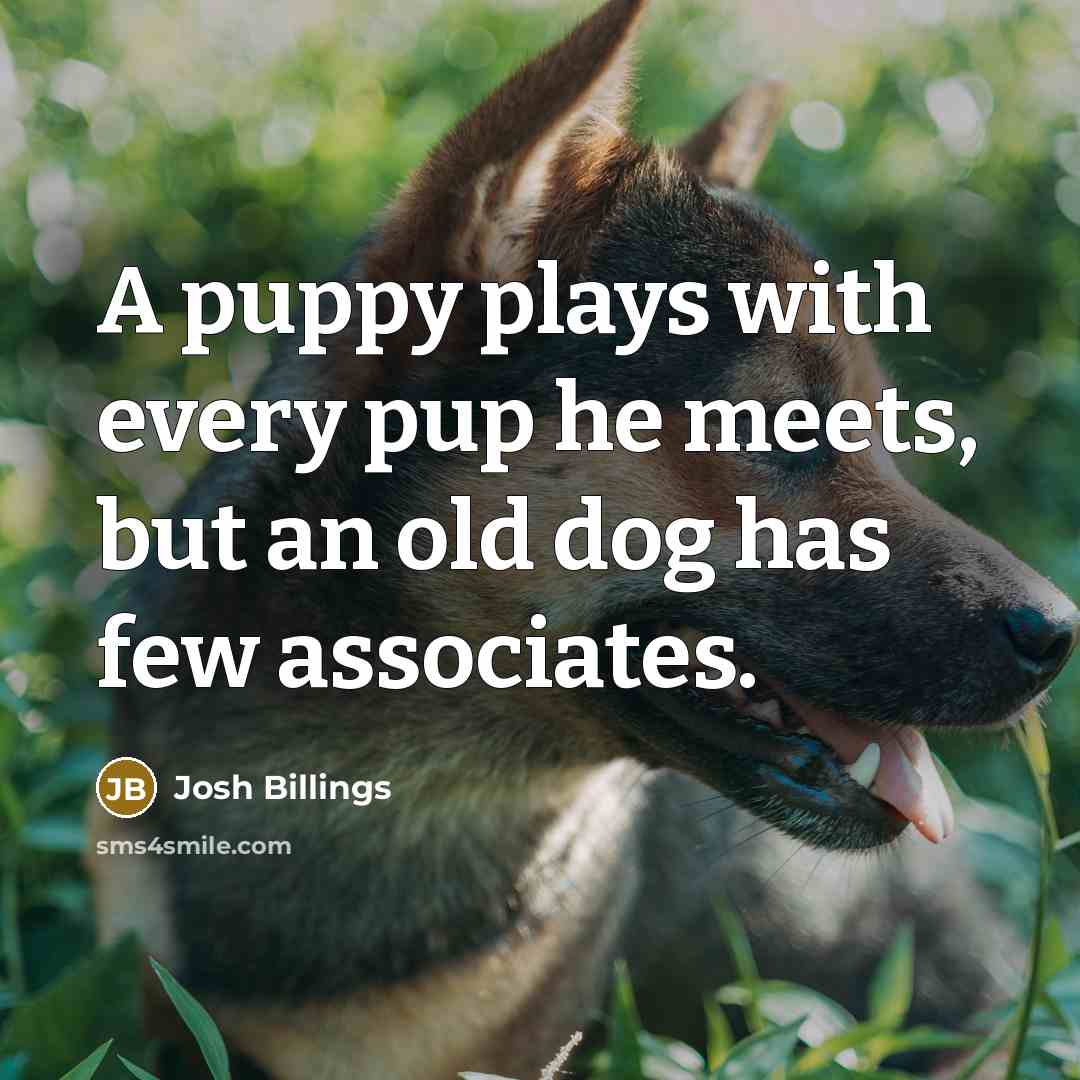 “A puppy plays with every pup he meets, but an…” quote by Josh Billings