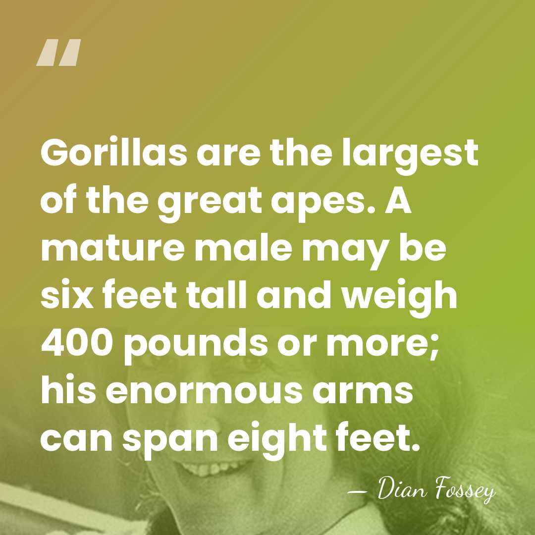 Gorillas are the largest of the great apes. A mature male may&hellip; - Dian Fossey