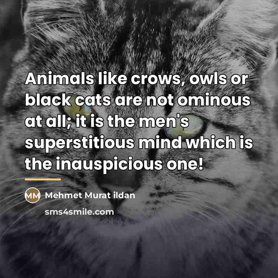 “Animals like crows, owls or black cats are not ominous…” quote by Mehmet Murat Ildan