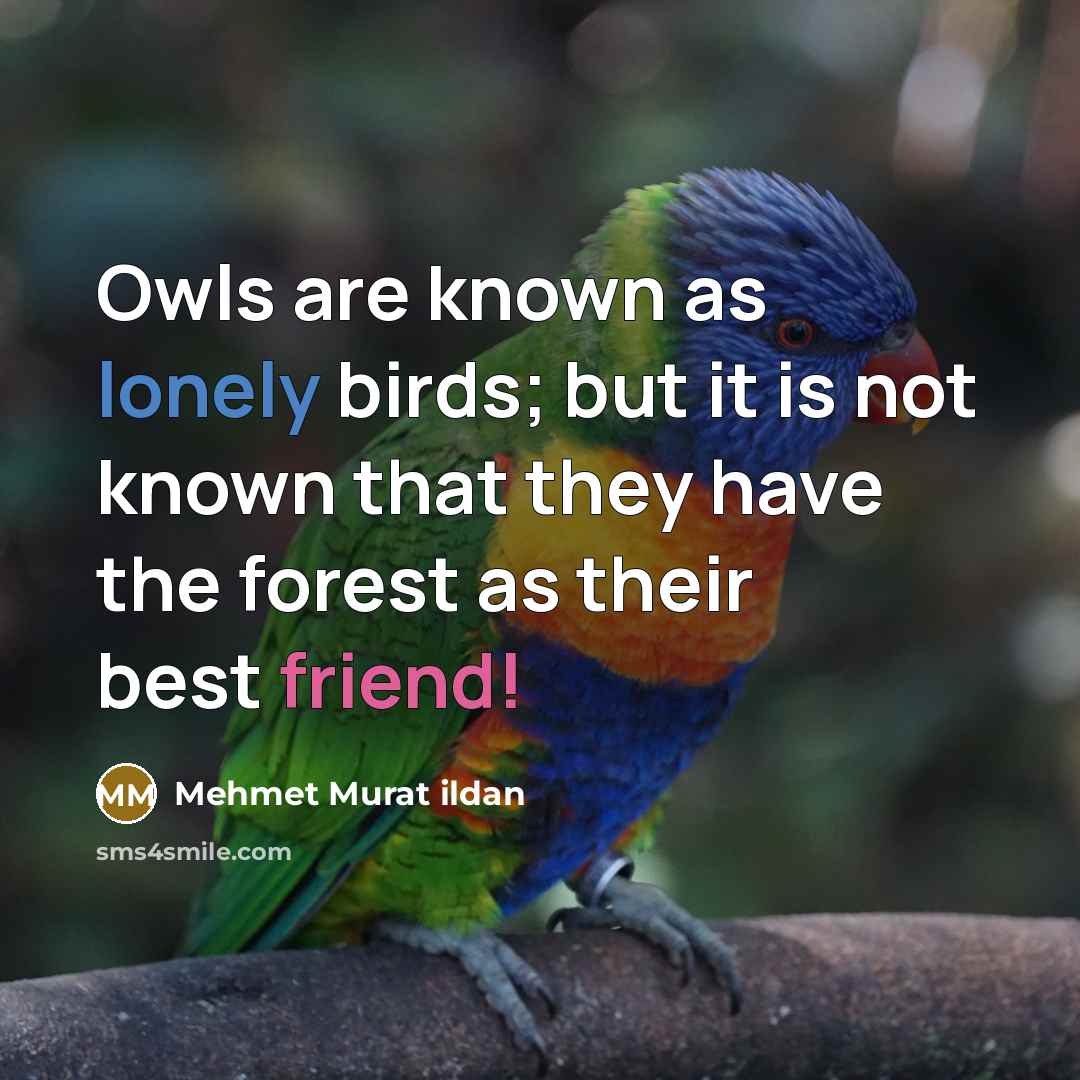 “Owls are known as lonely birds; but it is not…” quote by Mehmet Murat Ildan