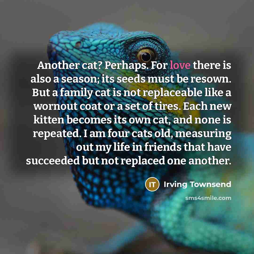 “Another cat? Perhaps. For love there is also a season;…” quote by Irving Townsend