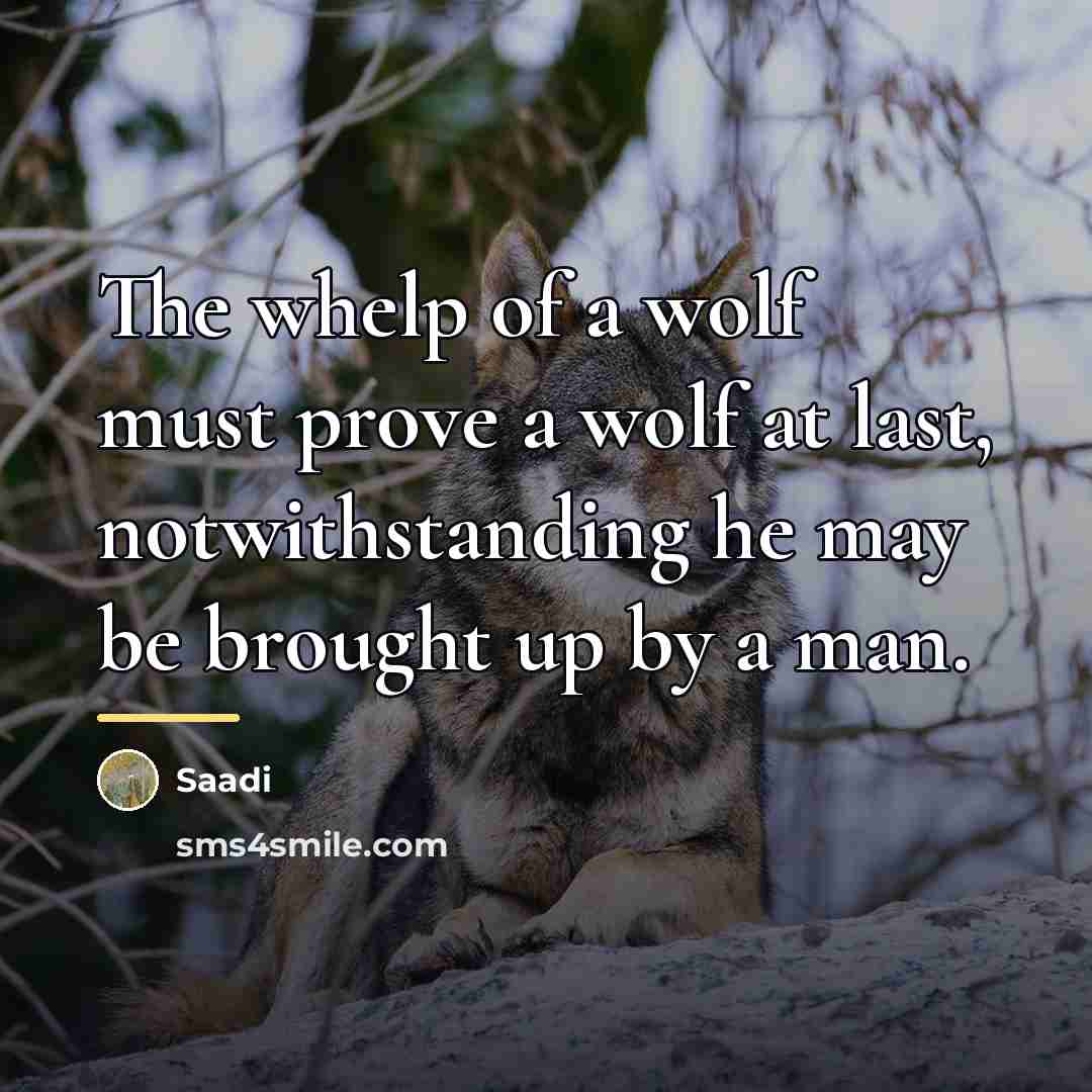 “The whelp of a wolf must prove a wolf at…” quote by Saadi