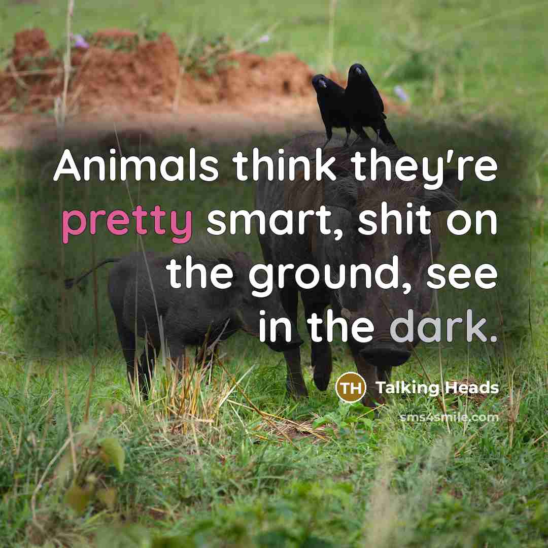 “Animals think they're pretty smart, shit on the ground, see in the dark.” quote by Talking Heads