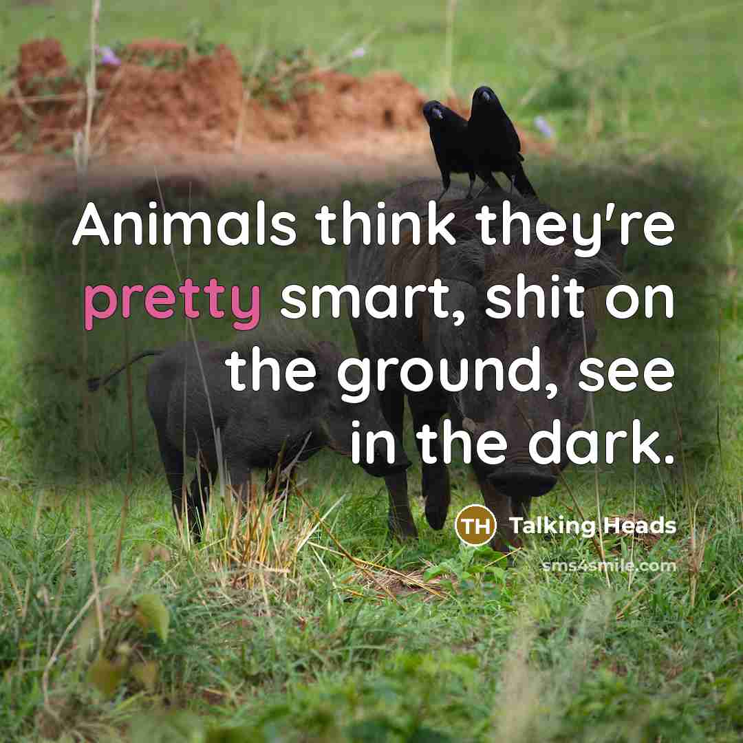 “Animals think they're pretty smart, shit on the ground, see…” quote by Talking Heads