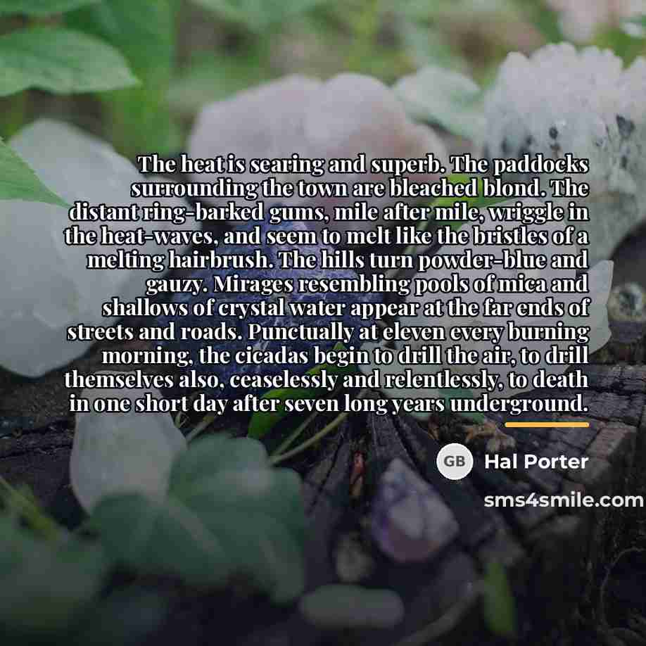 “The heat is searing and superb. The paddocks surrounding the…” quote by Hal Porter