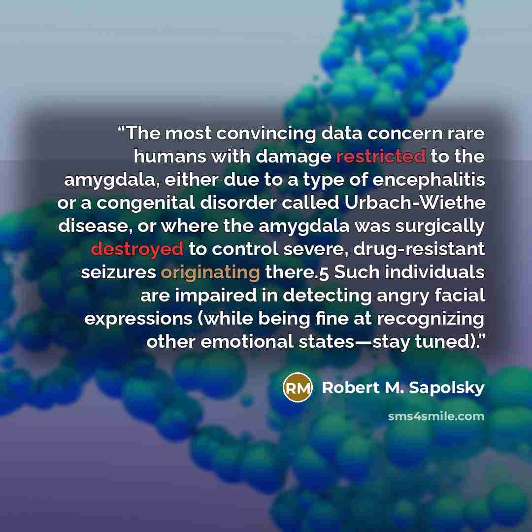 “The most convincing data concern rare humans with damage restricted to the amygdala, either due to a type of encephalitis or a congenital disorder called Urbach-Wiethe disease, or where the amygdala was surgically destroyed to control severe, drug-resistant seizures originating there.5 Such…” quote by Robert M. Sapolsky