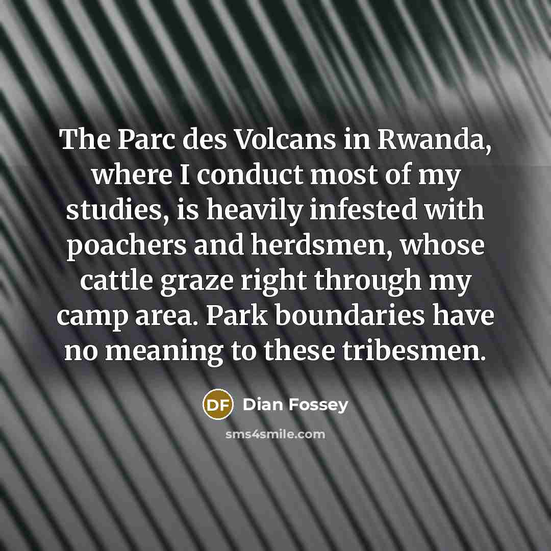 “The Parc des Volcans in Rwanda, where I conduct most…” quote by Dian Fossey