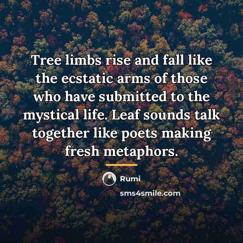 “Tree limbs rise and fall like the ecstatic arms of…” quote by Rumi