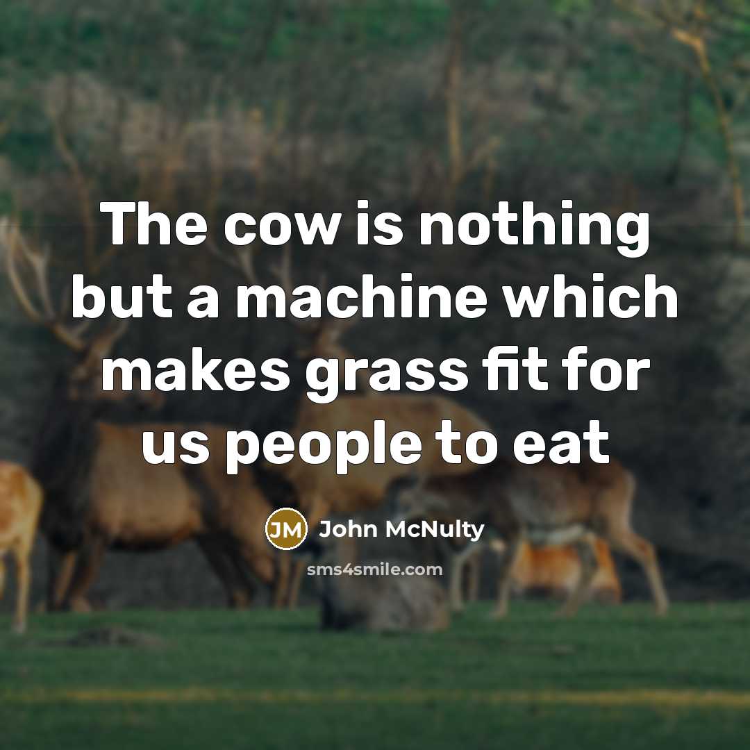 “The cow is nothing but a machine which makes grass fit for us people to eat” quote by John McNulty