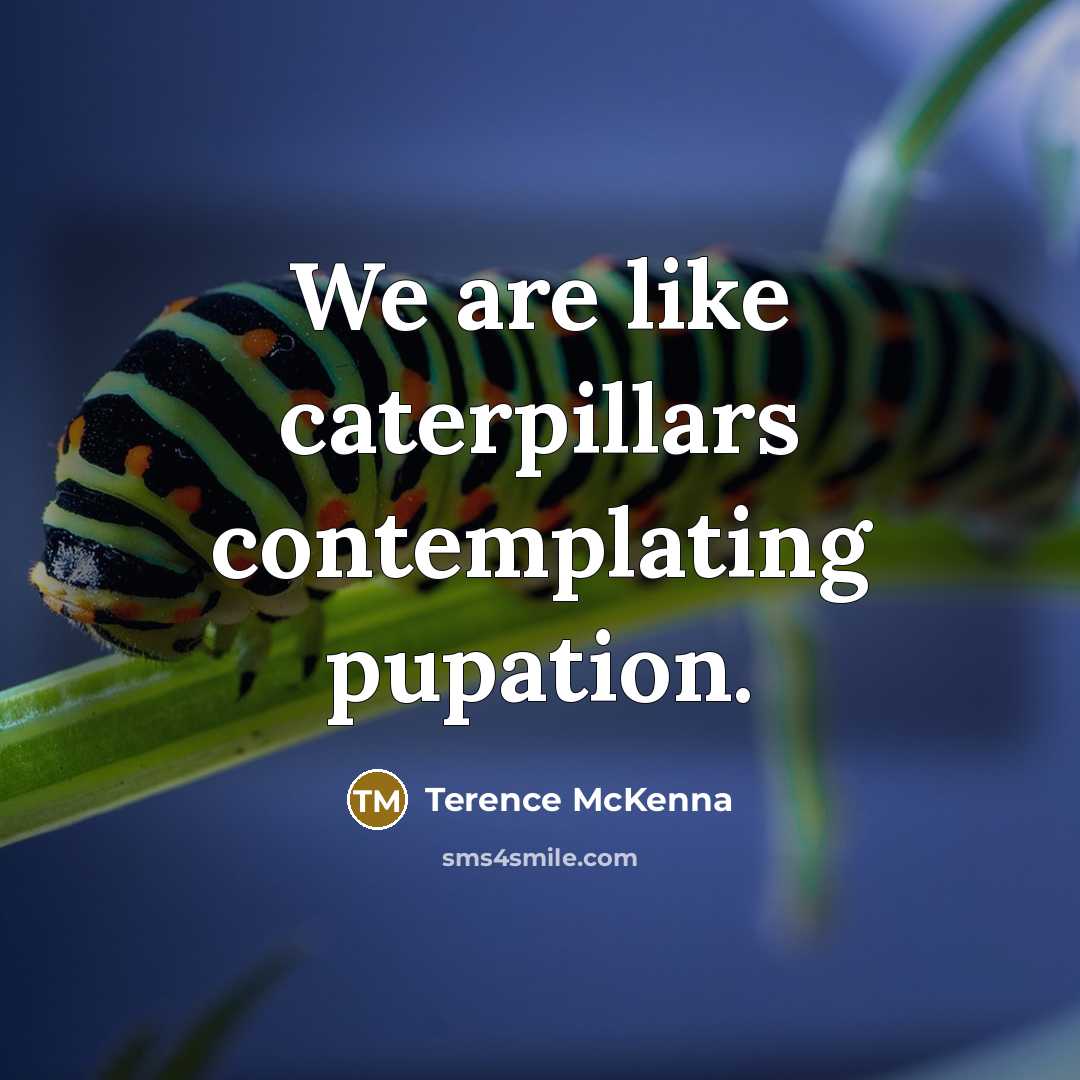 “We are like caterpillars contemplating pupation.…” quote by Terence McKenna