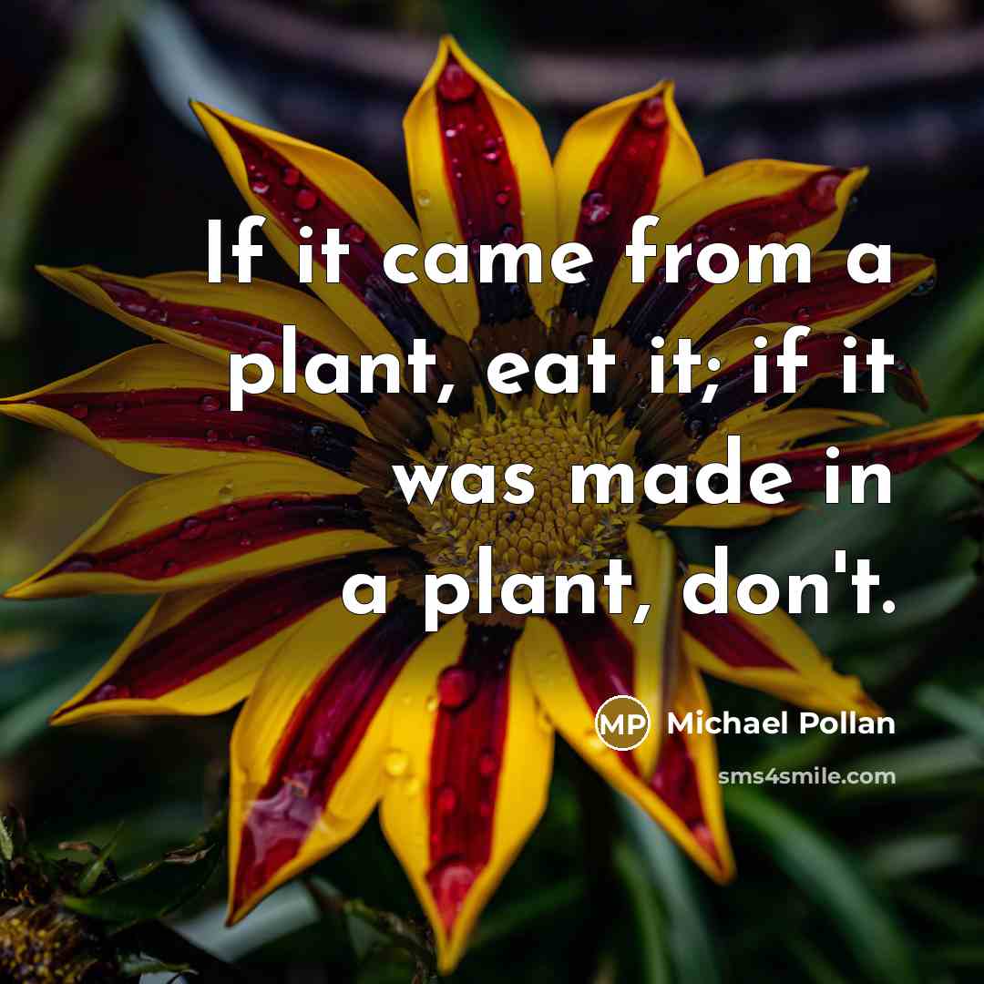 “If it came from a plant, eat it; if it…” quote by Michael Pollan